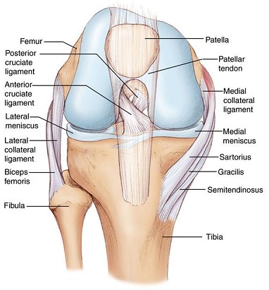 Tendinitis in the Knee